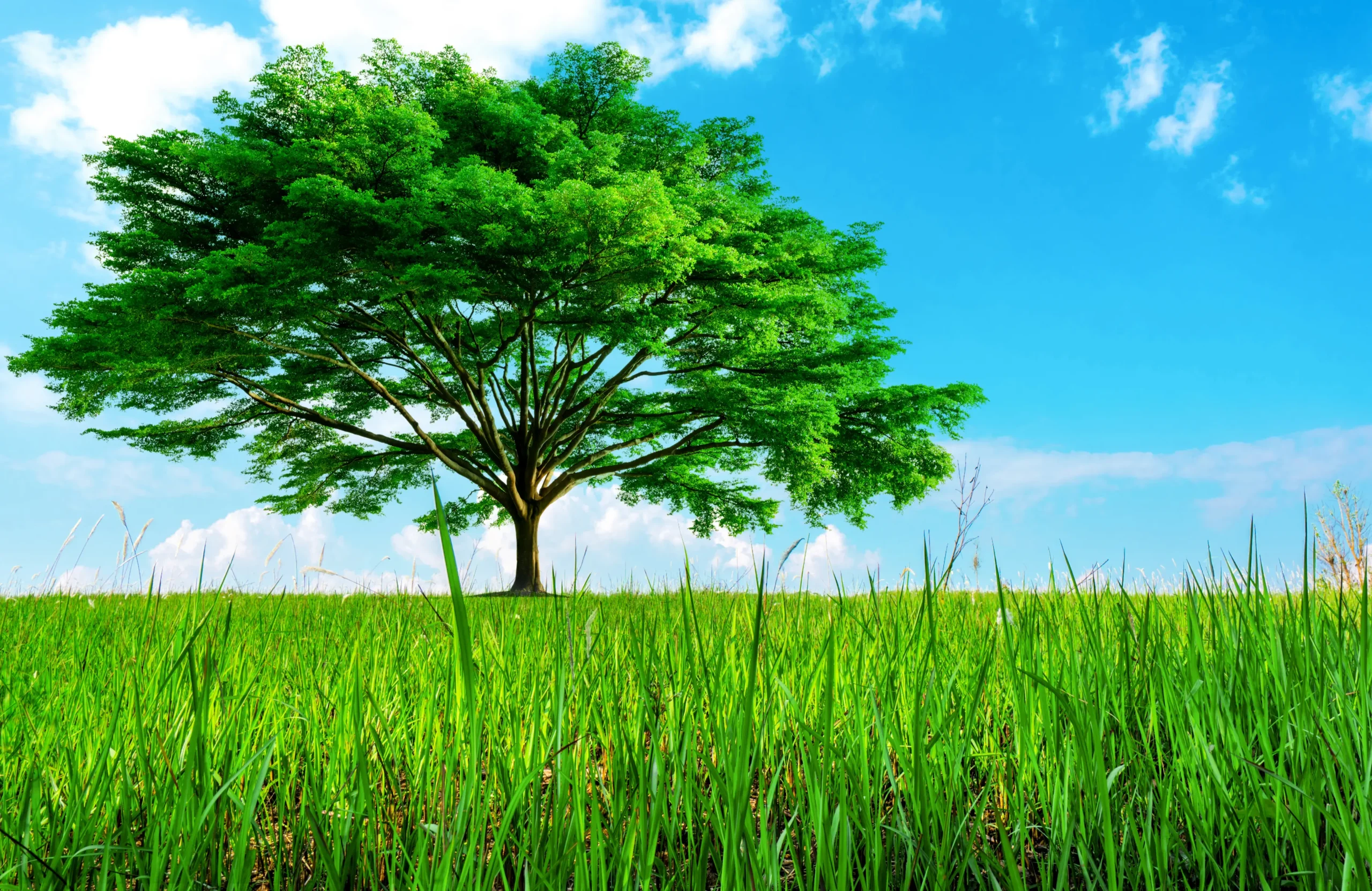 Biodiversity and Ecosystem